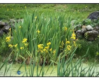 Iiris
