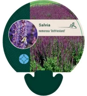 Arosalvia