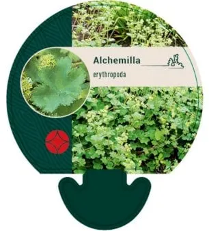 Poimulehti