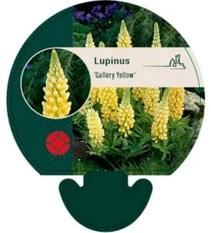 Lupiini