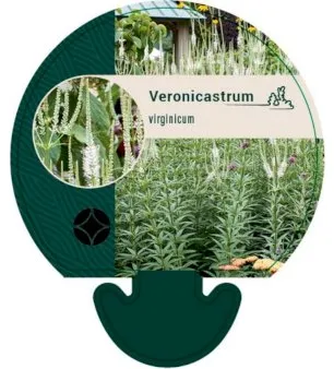 Virginian tähkämunkki
