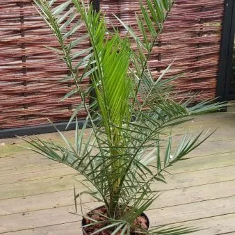 Kanariansaarten palmu
